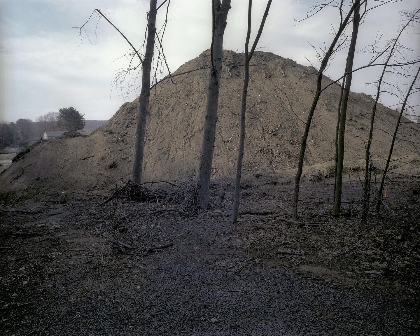 Mound-and-trees-12
