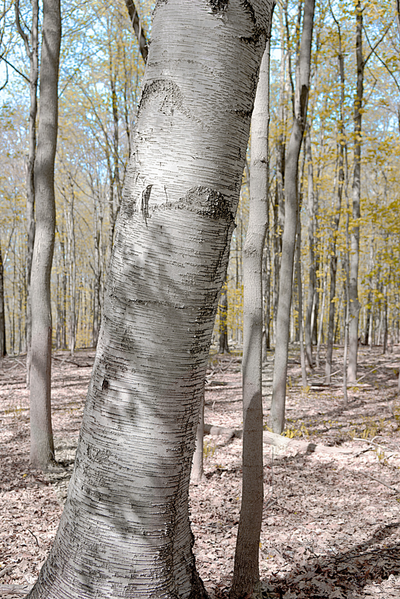DSC1056-as-Smart-Object-b1