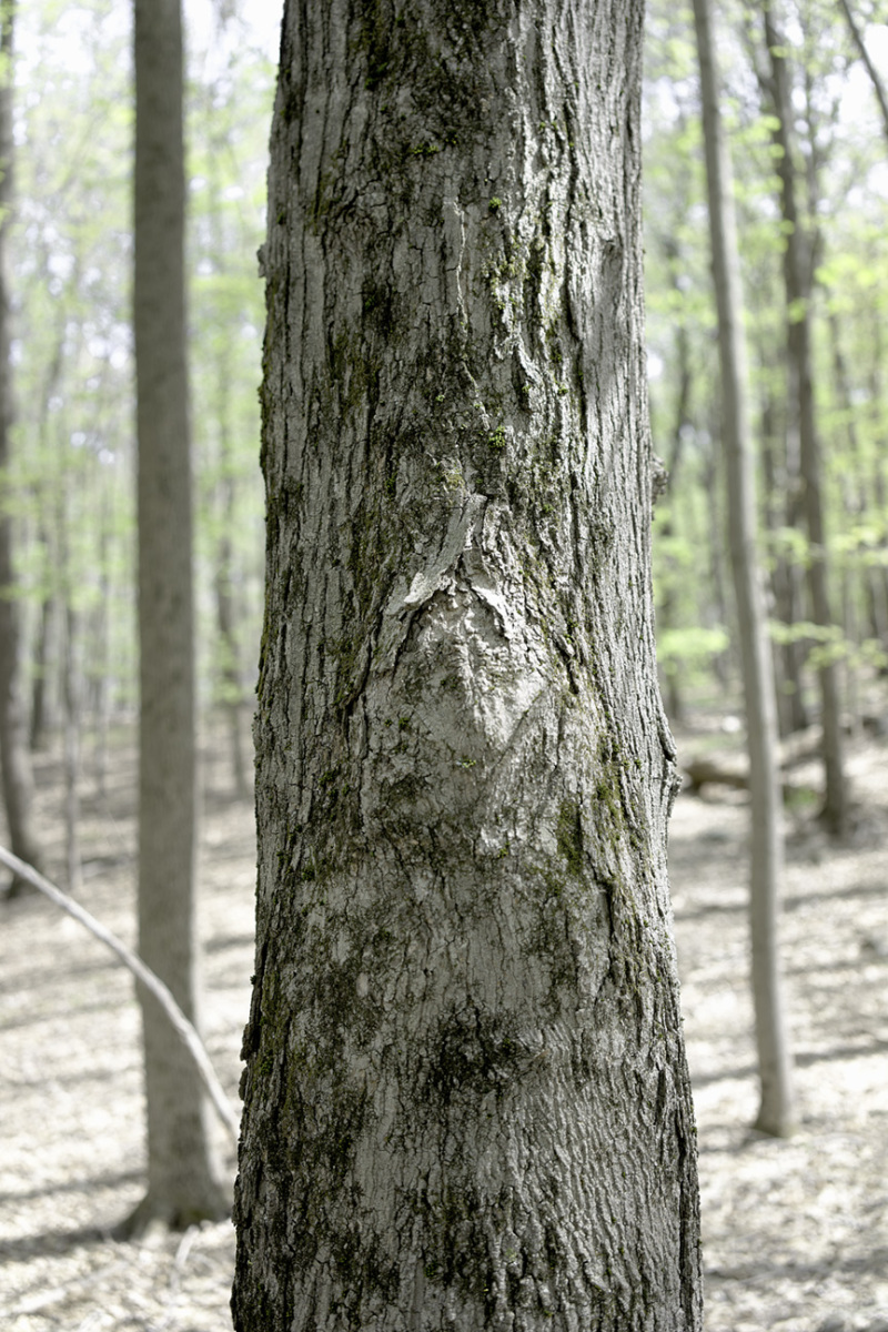 DSC1070-as-Smart-Object-a2