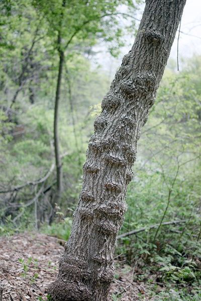 Elm