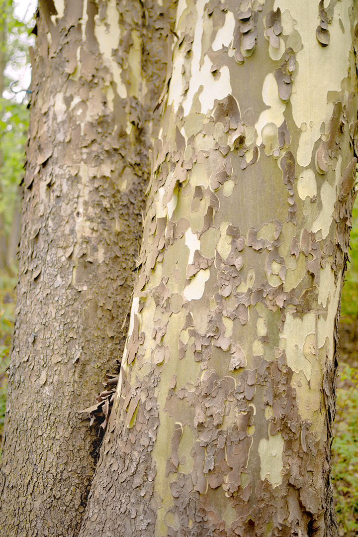 Sycamore