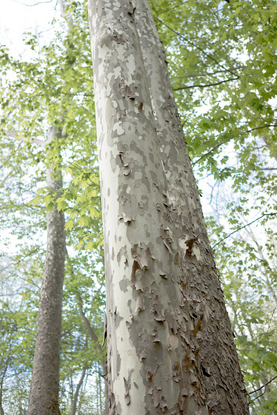 Sycamore2