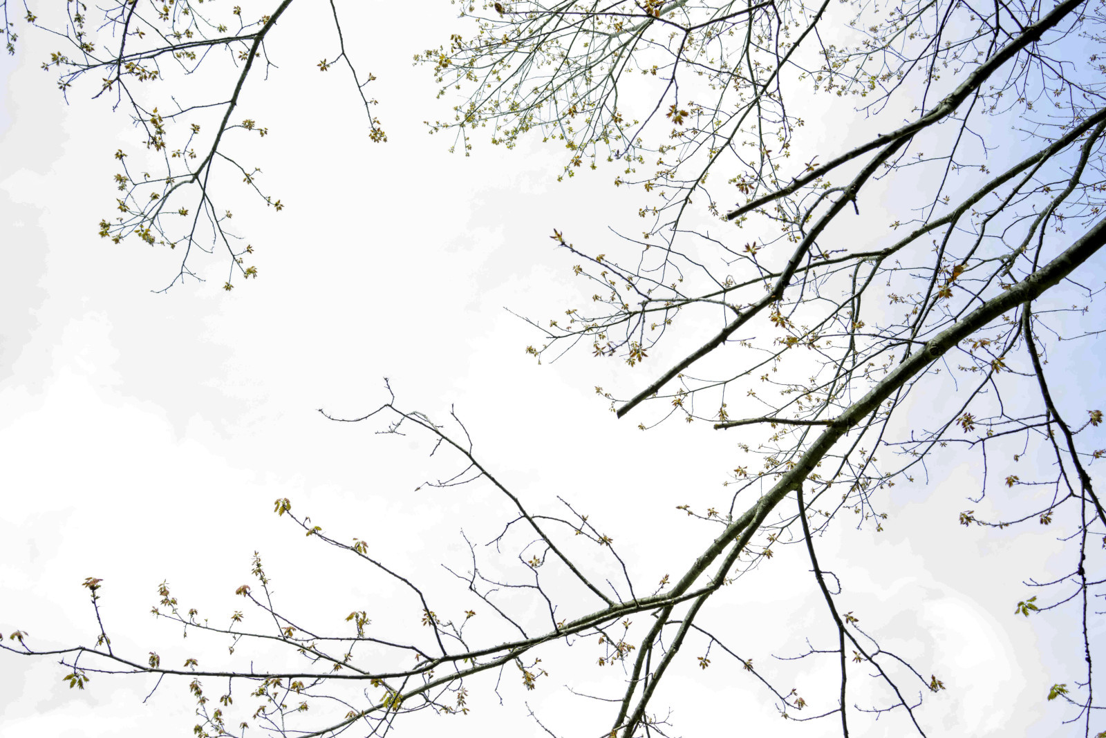 Trees1-as-Smart-Object-1-e1407436522105