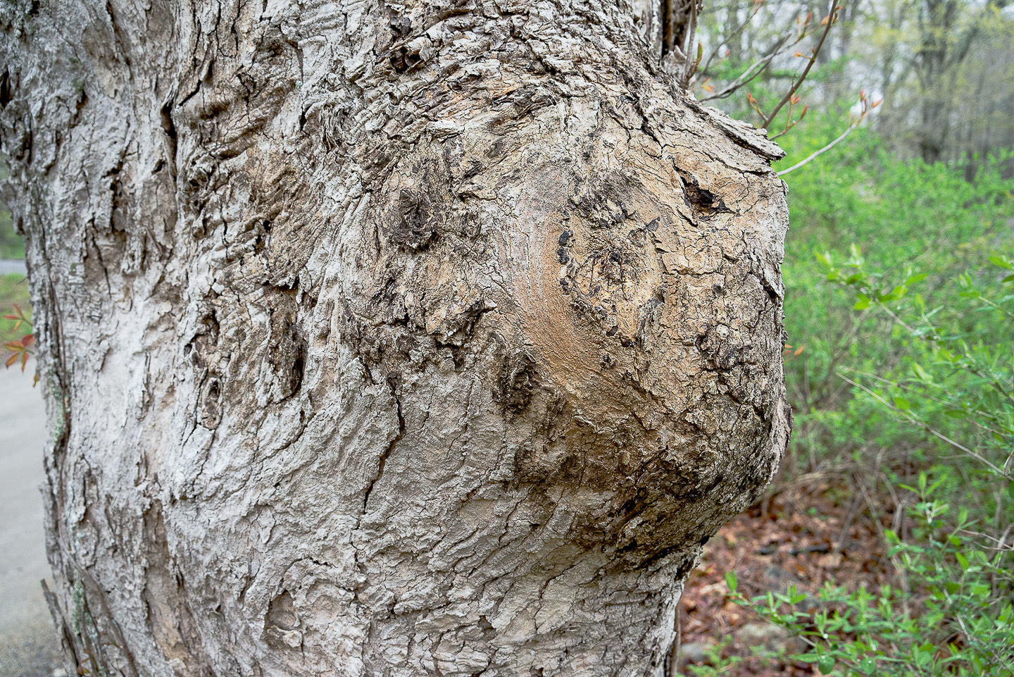 Trees13