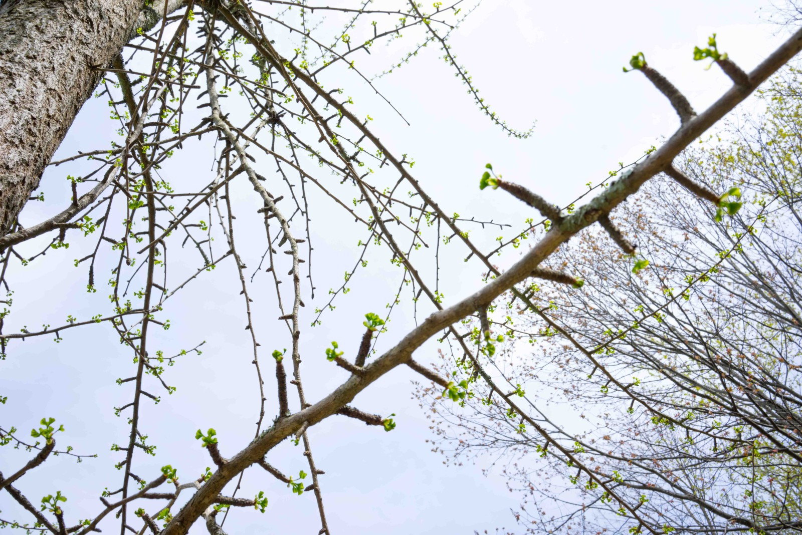 Trees23-e1407436574653