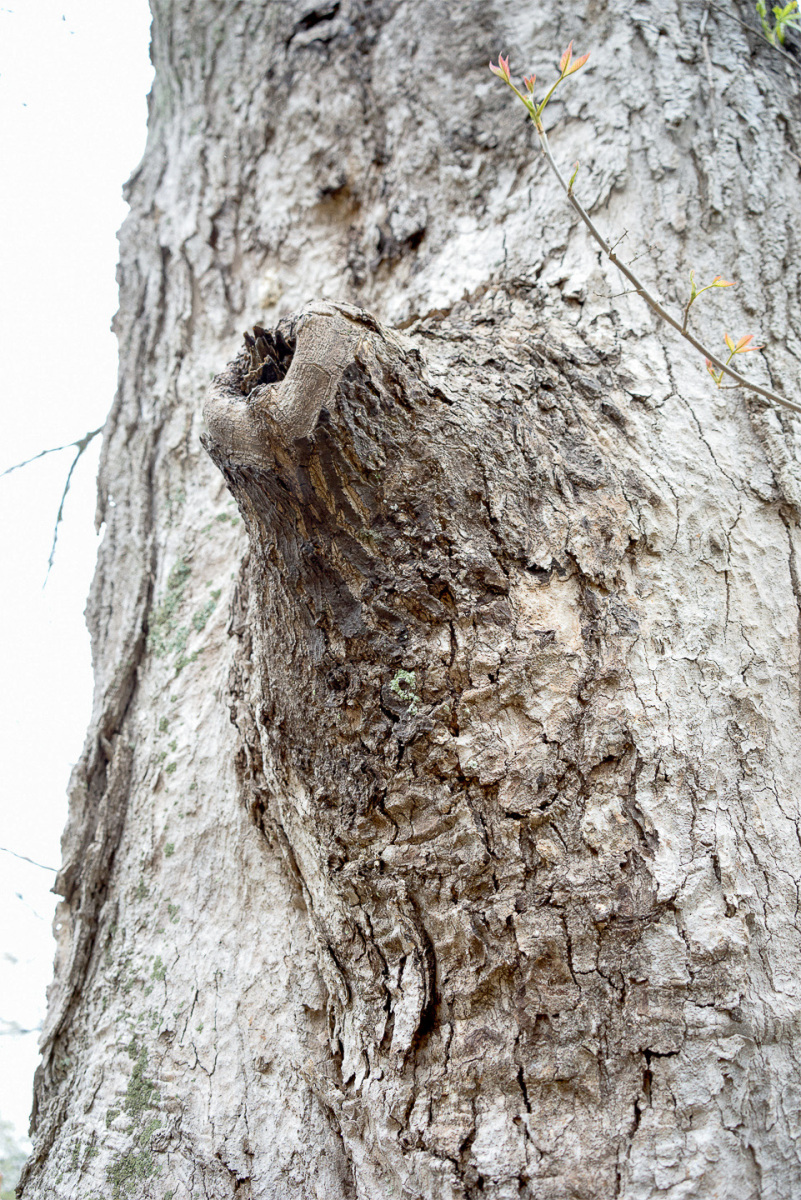 Trees24