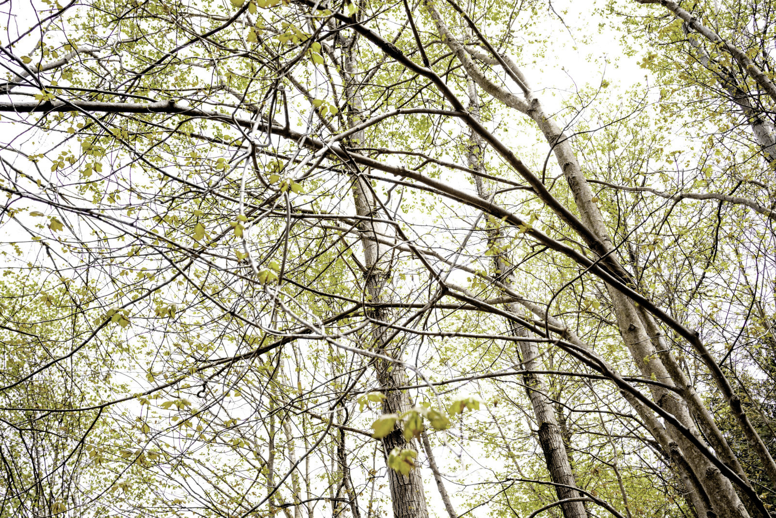 Trees3-as-Smart-Object-1-e1407436860255
