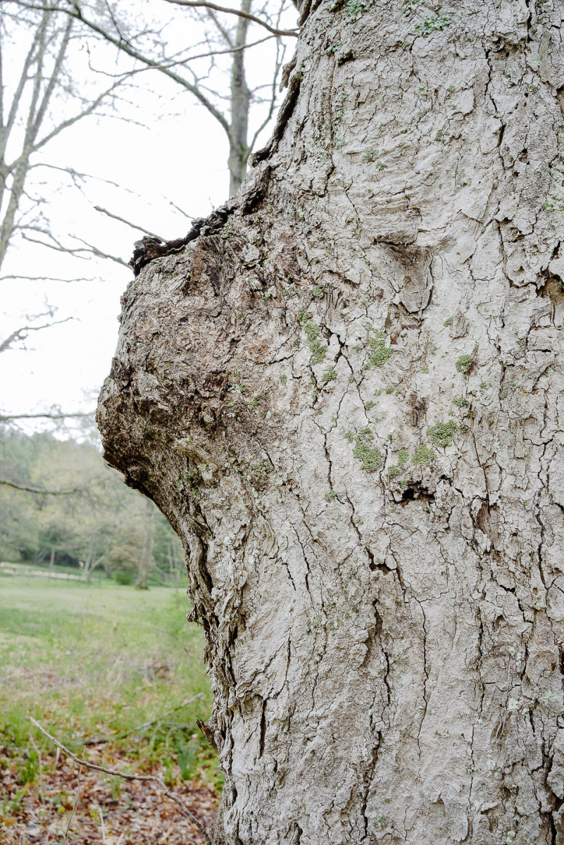 Trees33