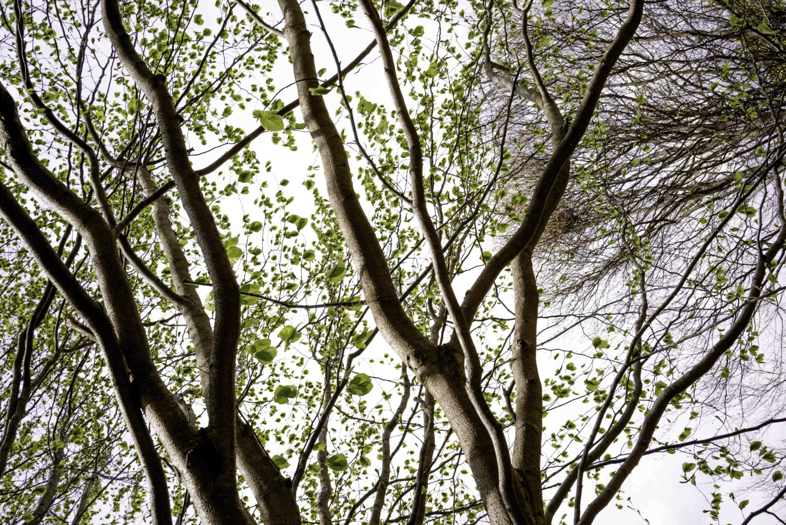 Trees4-as-Smart-Object-1-e1407436639316