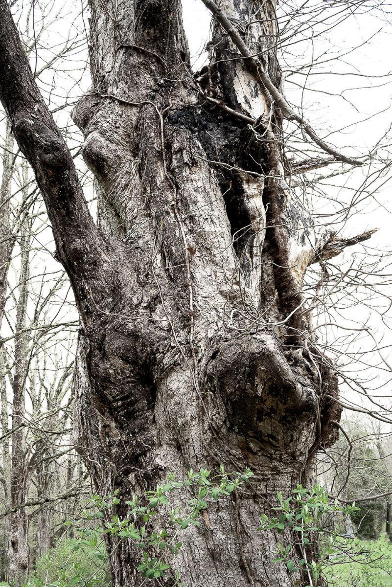 Trees43