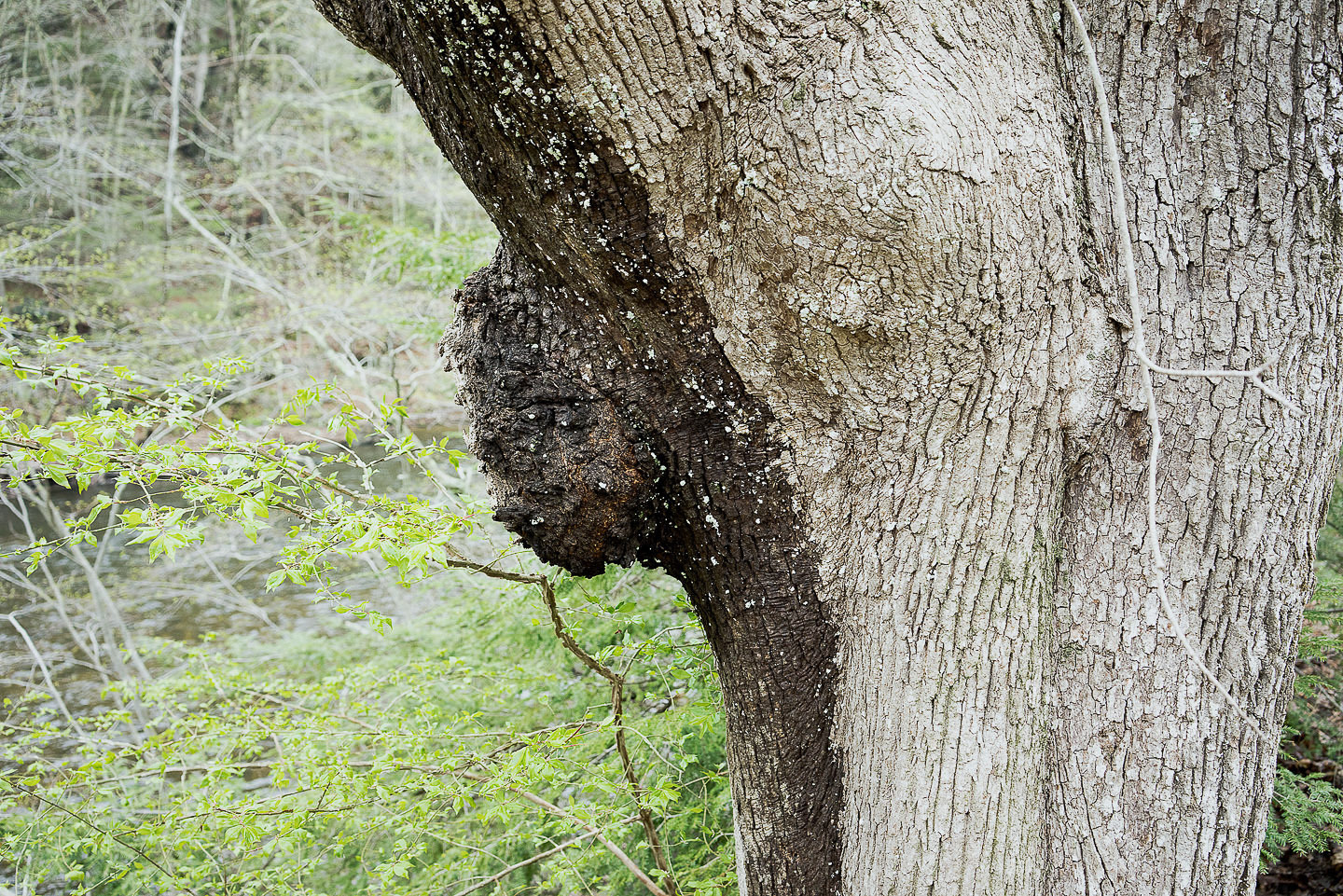 Trees52