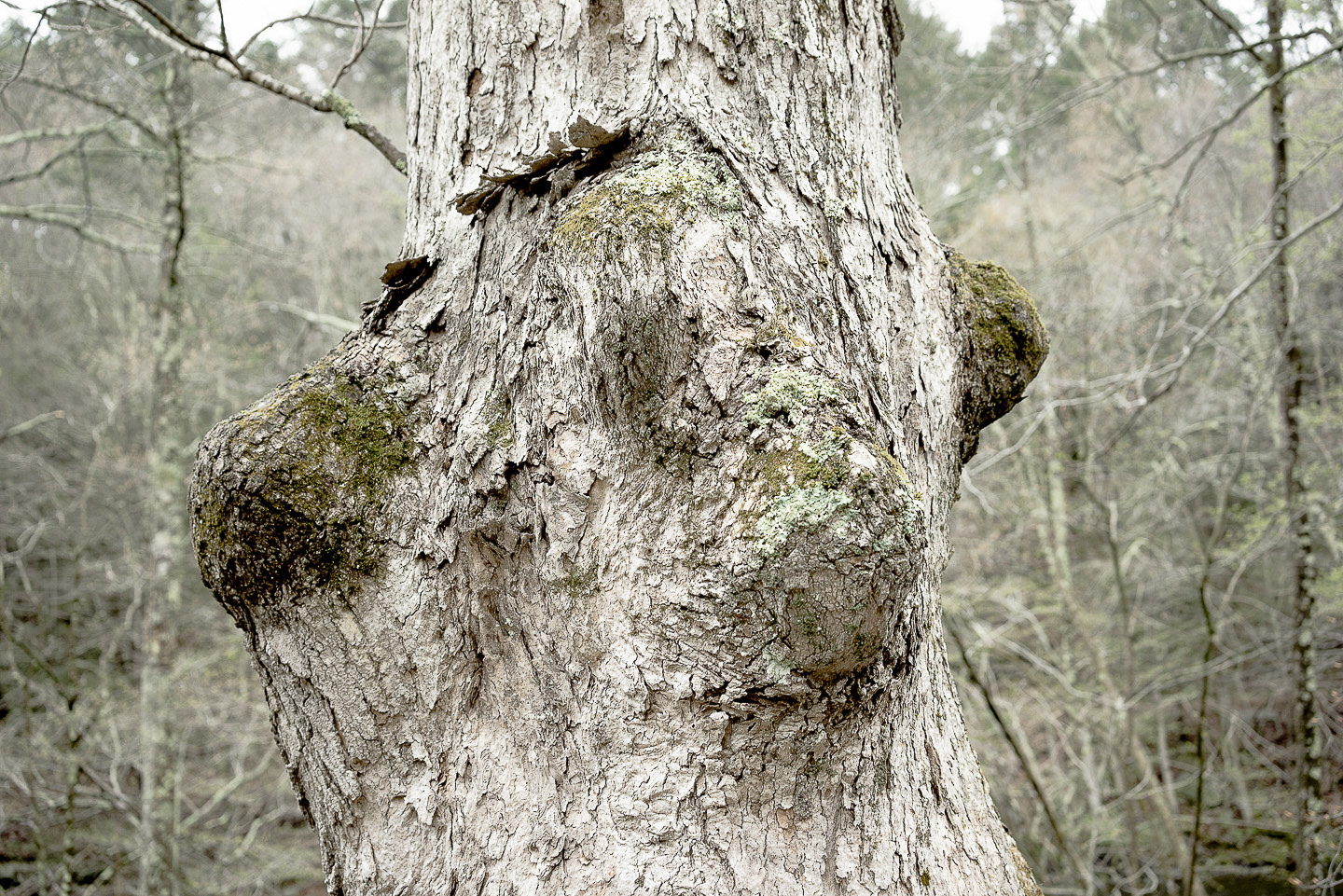 Trees72