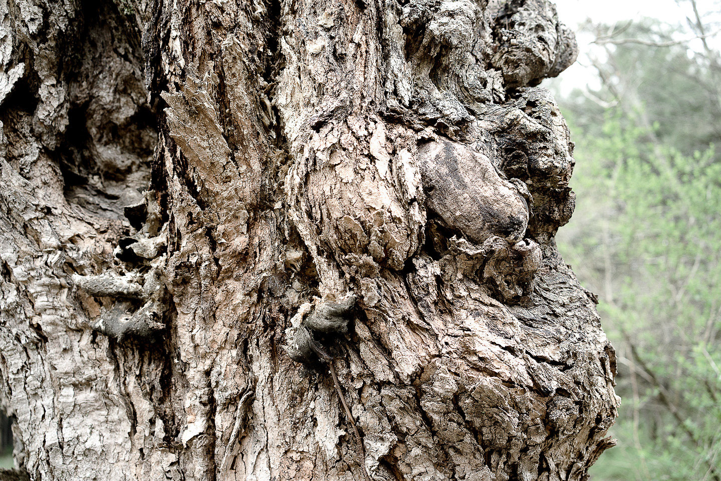 Trees82